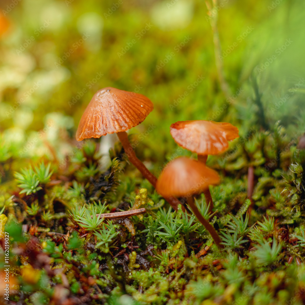 Amidst the damp autumn forest, a cluster of medicinal agaricacea Amidst the damp autumn forest, a cluster of medicinal agaricacea