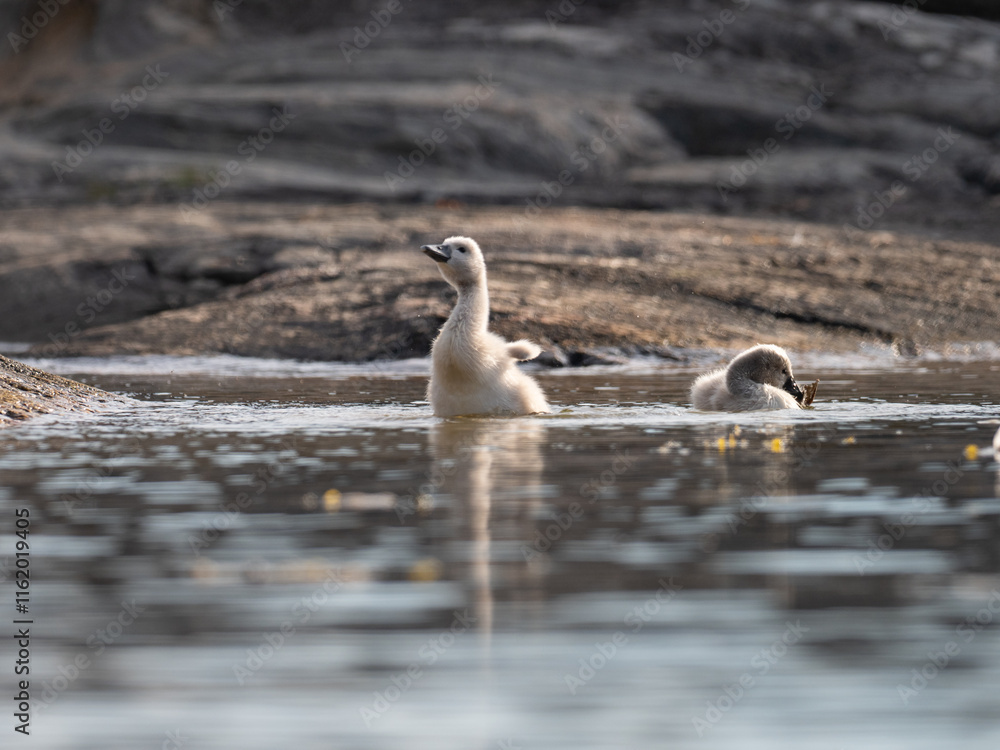 Baby swan hatchling stretching and flapping its wings