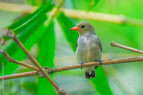 orange-bellied flowerpecker (Dicaeum trigonostigma) perching on branch photo