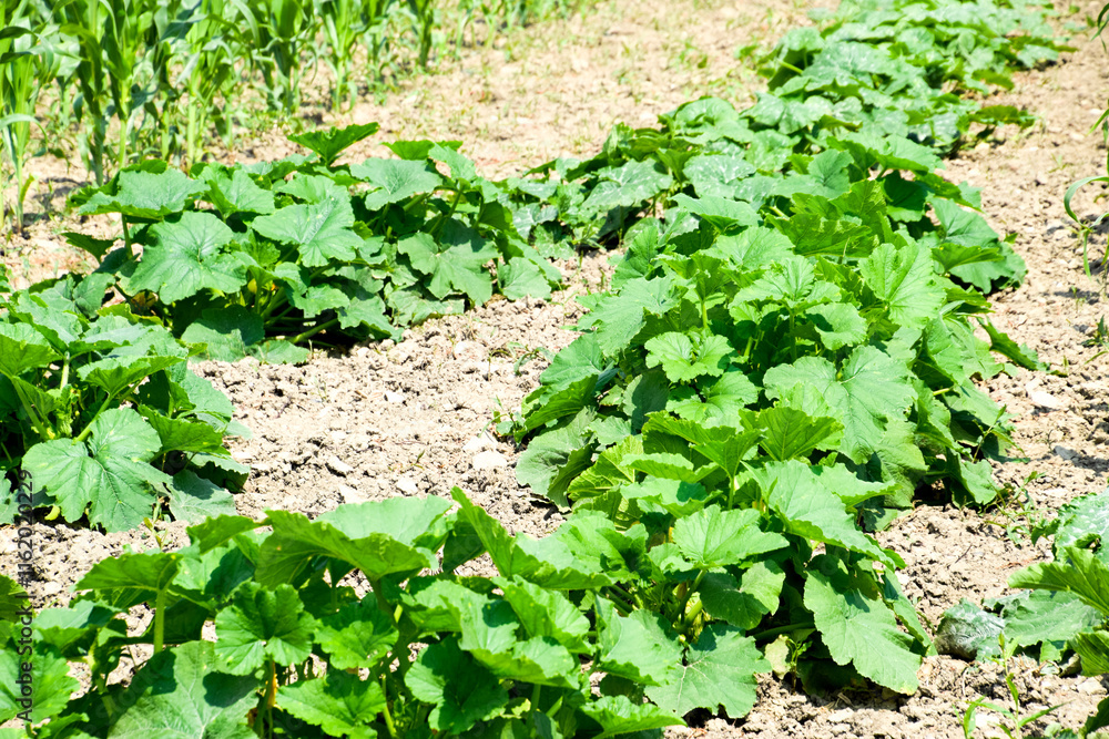 Vegetable garden with zucchini and corn. Vegetable beds in the Vegetable garden with zucchini and corn. Vegetable beds in the