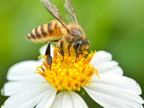 Close up of bees sucking flower nectar, Asian honey bees (Apis cerana) photo