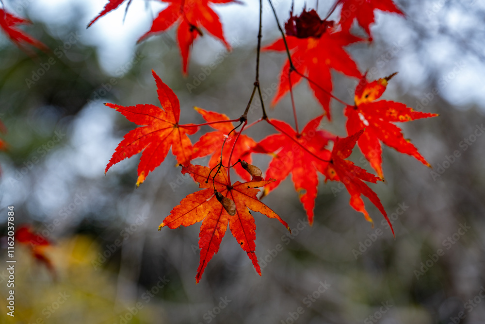 Close up of autumn colored maple leaves hanging on the trees against blurred trees and sky backgrouond Close up of autumn colored maple leaves hanging on the trees against blurred trees and sky backgrouond