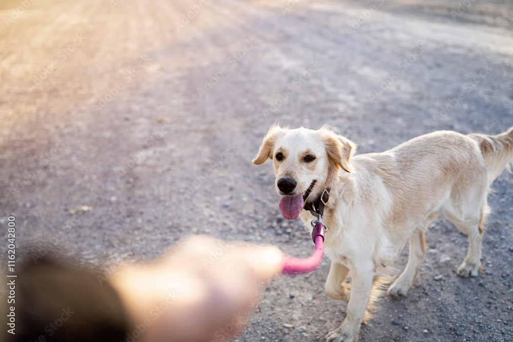 An Energetic Golden Retriever Joyfully Playing Outdoors on a Leash and Having Fun An Energetic Golden Retriever Joyfully Playing Outdoors on a Leash and Having Fun