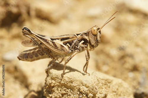 Closeup on a Mediterranean Dociostaurus jagoi grasshopper sitting high on a stone in the summer photo