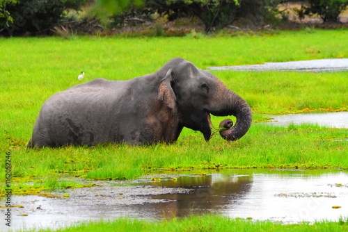 Amazing Wildlife of Sri Lanka photo