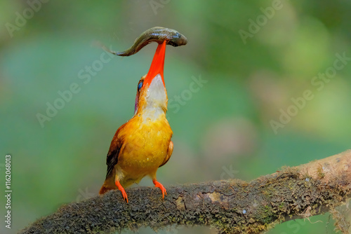 Rufous Backed Kingfisher perch open eye level photo