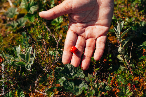 Hand Holding Single Cloudberry Outdoors photo