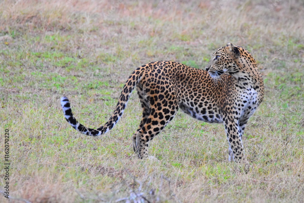 Fototapeta premium Amazing Wild Life of Sri Lanka
