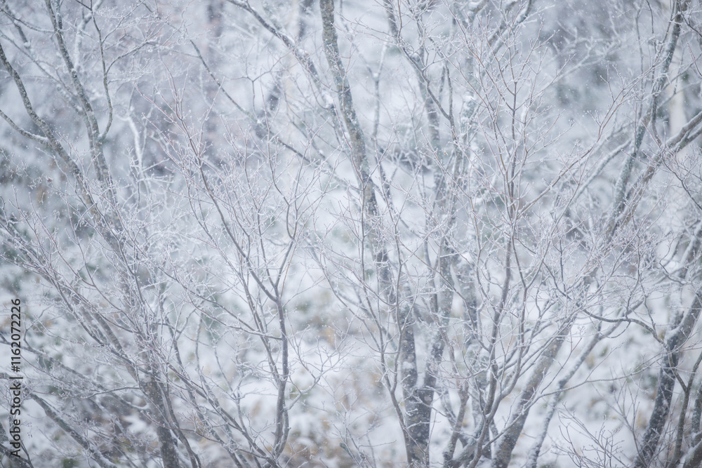 Images of cold blizzards and cold waves piling up on fine trees and branches Images of cold blizzards and cold waves piling up on fine trees and branches