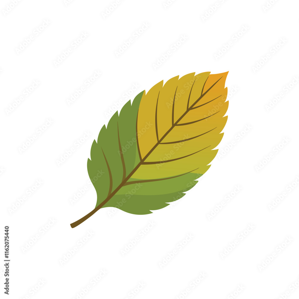 Hornbeam Leaf isolated flat vector illustration on white background Hornbeam Leaf isolated flat vector illustration on white background