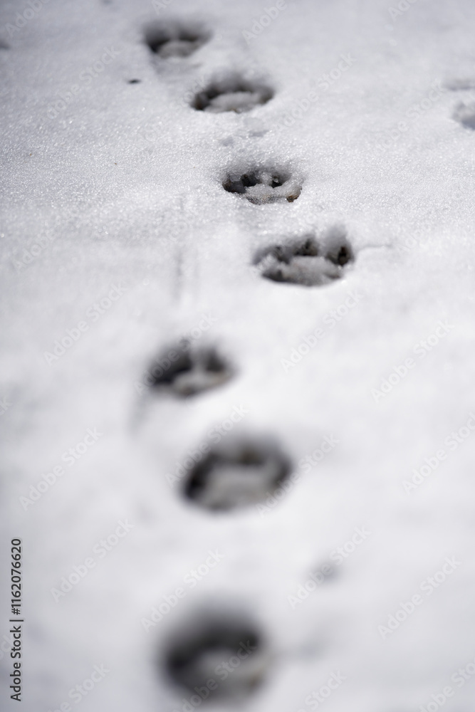 Romanian carpathian sheperd dog's paw multiple prints in the snow Romanian carpathian sheperd dog's paw multiple prints in the snow