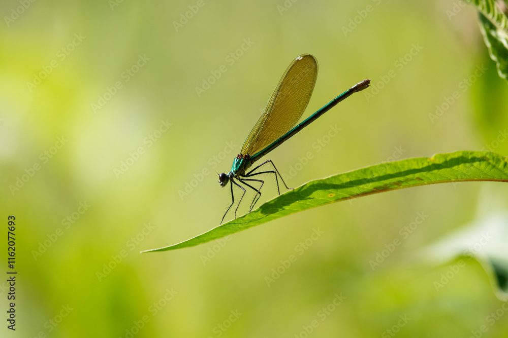 Calopteryx splendens, Blue dragonfly on a leaf by the river, side view Calopteryx splendens, Blue dragonfly on a leaf by the river, side view