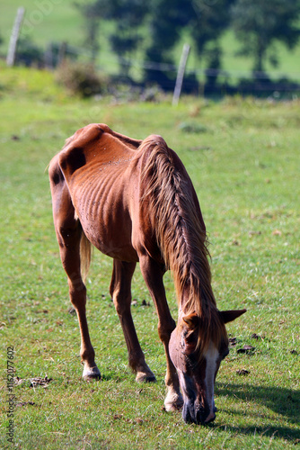 Vieux cheval maigre broutant dans une prairie photo