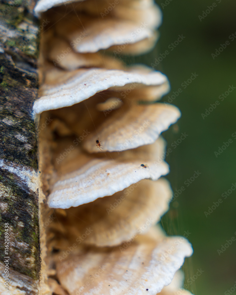 Mushrooms on a log with a couple of spiders Mushrooms on a log with a couple of spiders