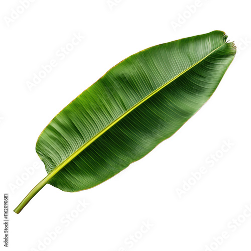 a single. vibrant green banana leaf isolated on a transparent background the leaf has a long. narrow shape with a prominent midrib and parallel veins it is slightly curled at the edges photo