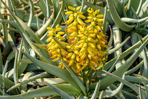 Aloe vera (Aloe vera), Gran Canaria, Canary Islands, Spain