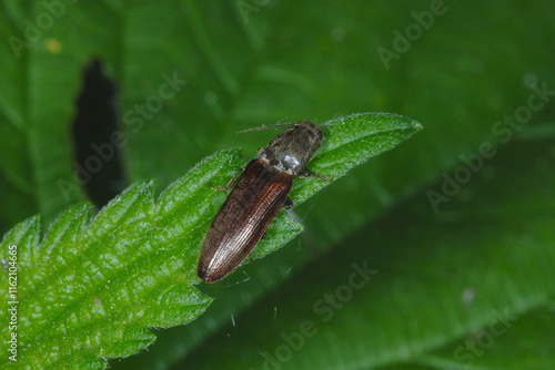 Schnellkäfer,  Elateroidea sp.  (Athous vittatus) photo