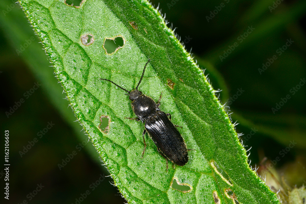 Schnellkäfer, Elateroidea sp. (Hemicrepidius sp.) Schnellkäfer, Elateroidea sp. (Hemicrepidius sp.)