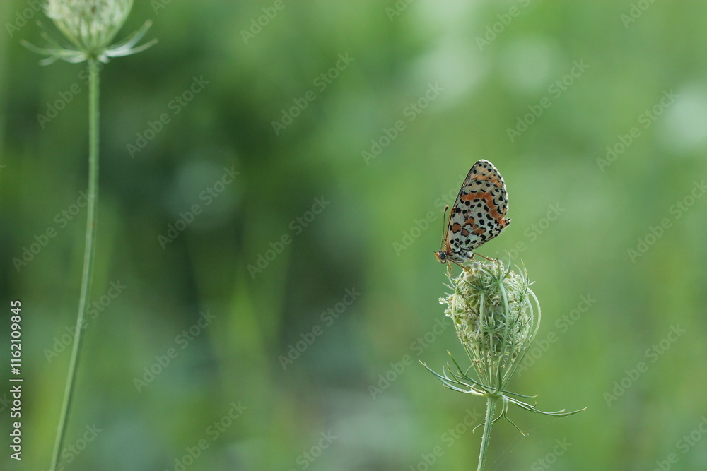 Fototapeta premium una farfalla melitaea didyma su un fiore