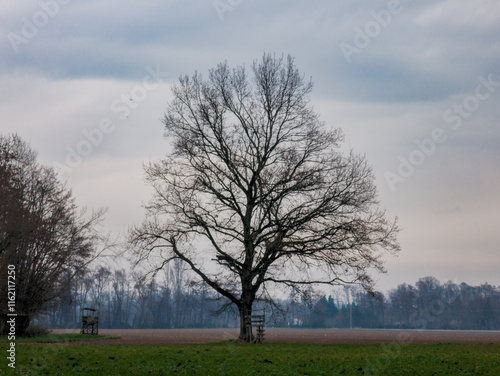 Wallpaper Mural Un vieux chêne majestueux : Ambiance hivernale en plaine agricole d'Alsace, CEA, Grand Est, France Torontodigital.ca