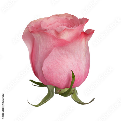 A pink rose bud, taken from above.