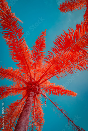 Infrered photography, a group of coconut trees with vibrant, reddish-orange foliage against a bright blue sky