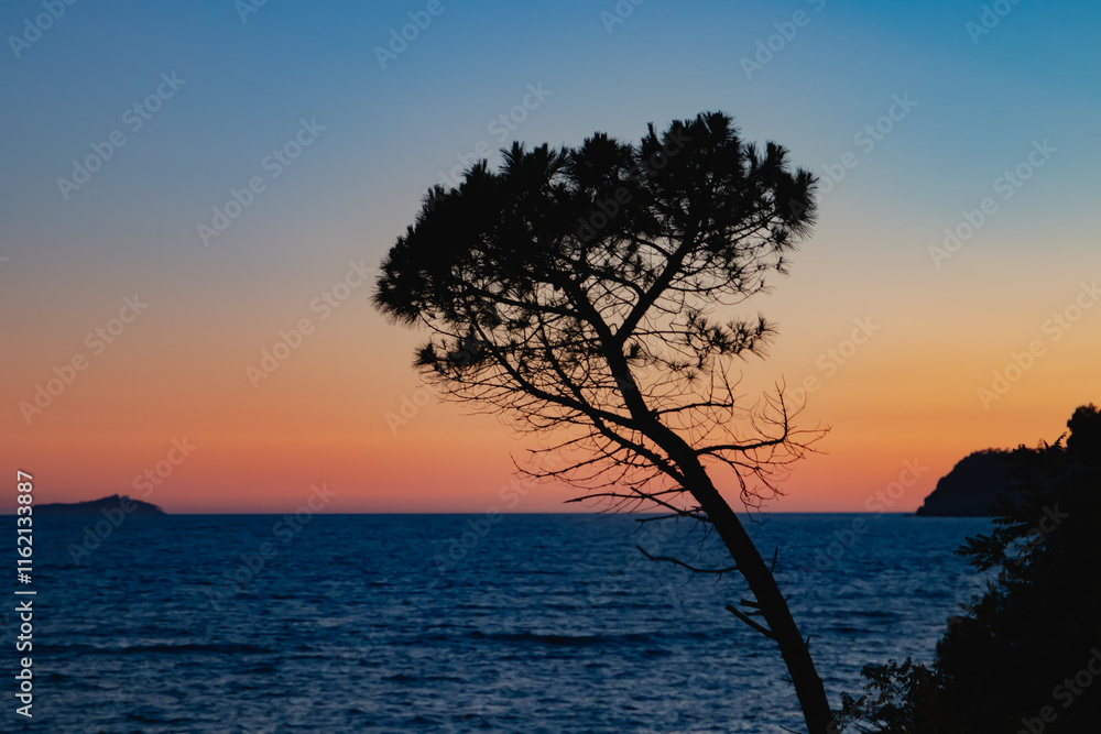 A Stunningly Serene Sunset Over the Vast Ocean Featuring a Beautiful Silhouette of a Tree