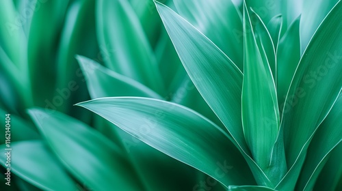 Lush Green Tropical Plant Leaves Close Up Detail