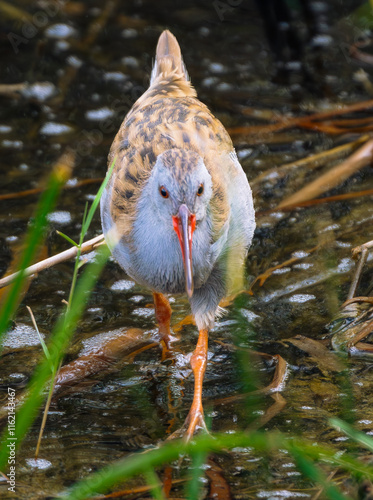 Rail (Rallus aquaticus) photo