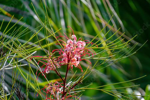 Unusual inflorescence of grevillea johnsonii with a bee. Exotic plants from Australia - spider flower during flowering close-up.