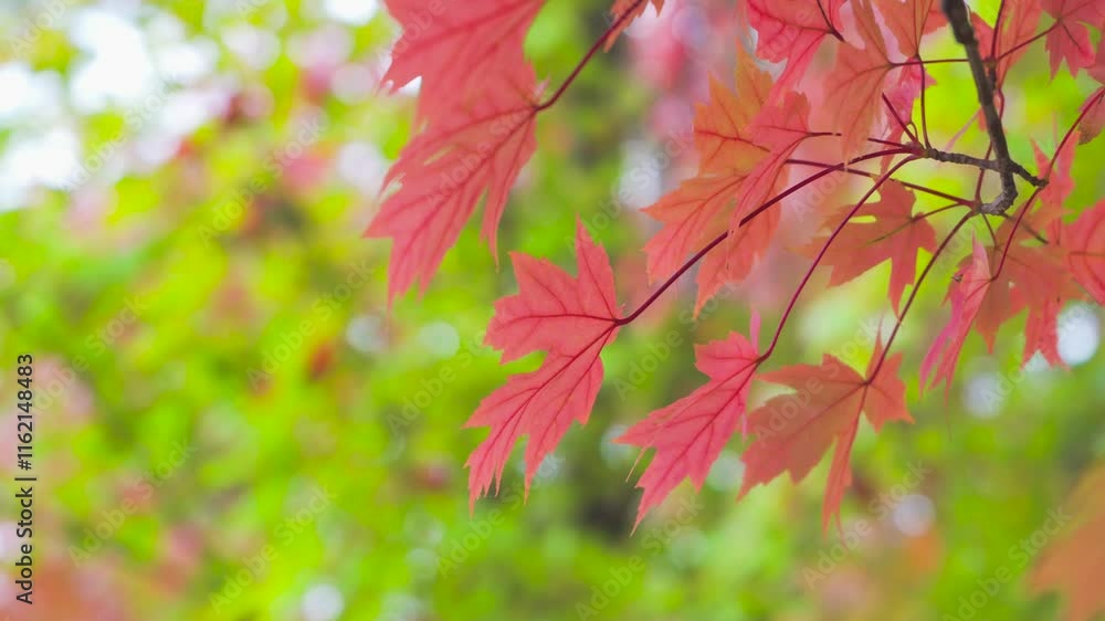 Vibrant autumn red maple leaves in a colorful landscape during fall season Vibrant autumn red maple leaves in a colorful landscape during fall season