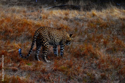 Amazing Wildlife of Sri Lanka photo