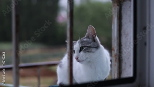 cat on the window