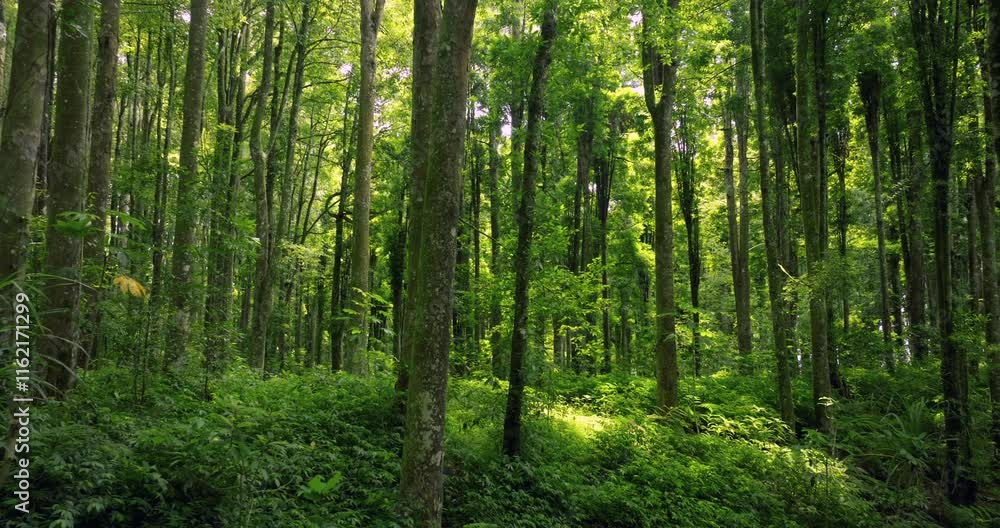 Tropical forest interior Bali. Nature background of a rainforest. Tropical forest interior Bali. Nature background of a rainforest.
