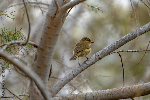 Canary Islands chiffchaff (Phylloscopus canariensis) sitting on a twig in a tree in Maspalomas, Gran Canaria, Spain photo