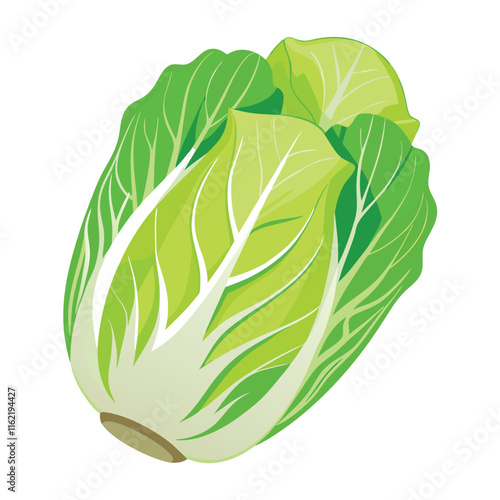 Napa Cabbage Vector Illustration Isolated on White Background