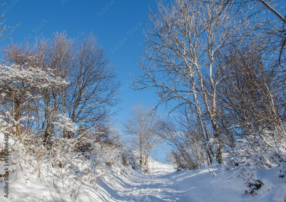 tree-lined snowy path in the European alps under blue sky tree-lined snowy path in the European alps under blue sky