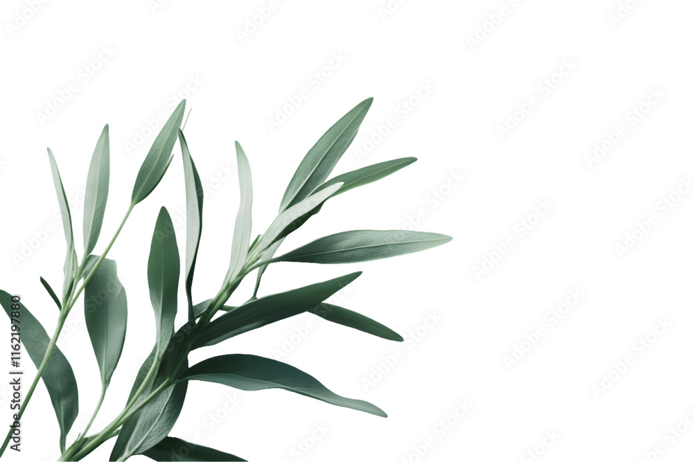 Fototapeta premium Silvery-Green Foliage Sprig Isolated On A White Background, PNG Transparent
