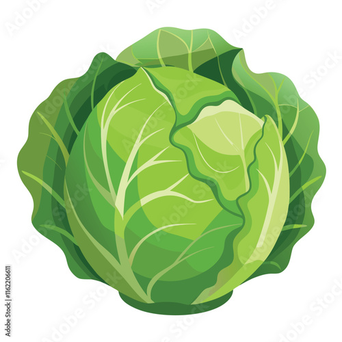 Savoy Cabbage Vector Illustration Isolated on White Background