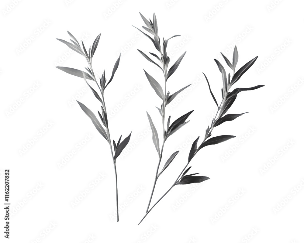 Grayscale Image of Three Botanical Specimens Isolated On A White Background, PNG Transparent Grayscale Image of Three Botanical Specimens Isolated On A White Background, PNG Transparent
