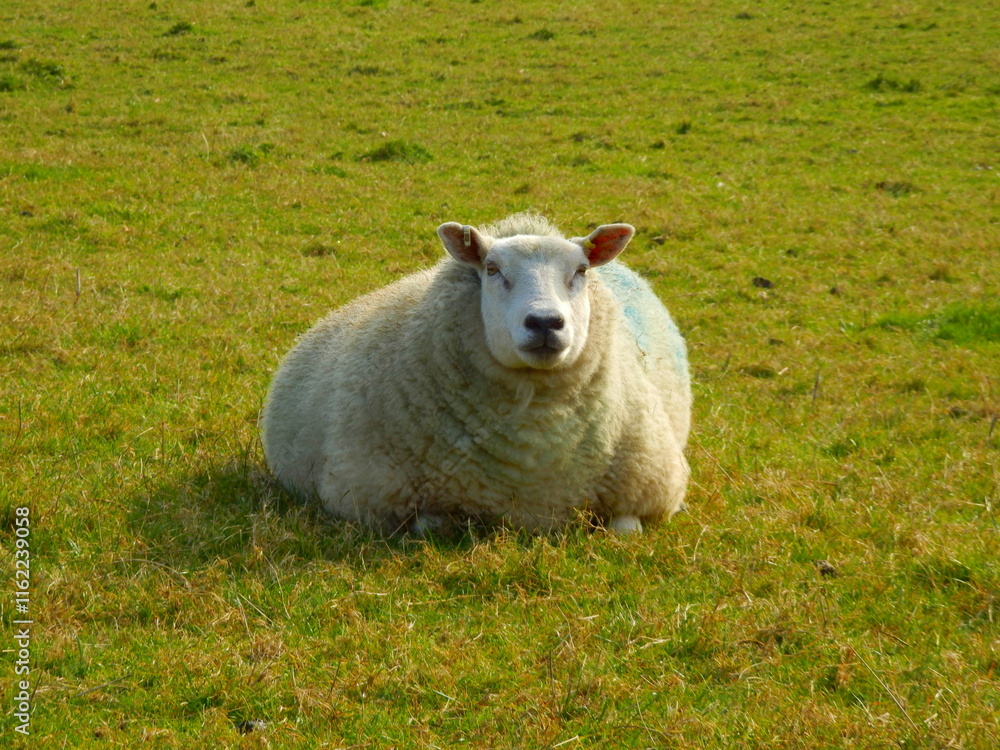 Pregnant ewe laying down in a pasture
Pregnant ewe laying down in a pasture
