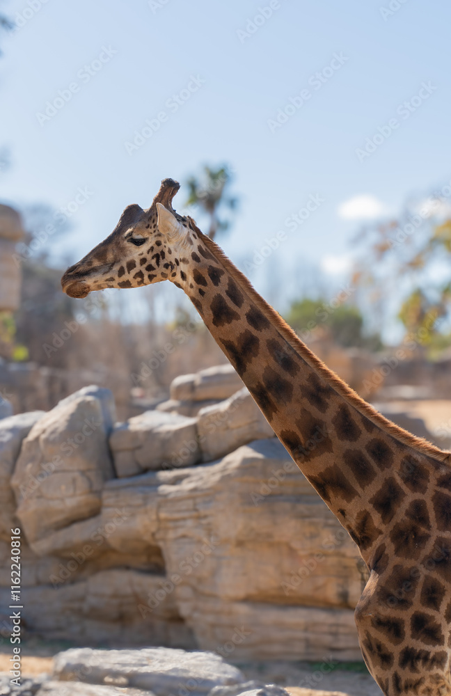 Obraz premium Giraffe enjoying sunny day in zoo habitat enclosure