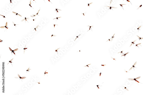 Flying mosquitoes isolated on a transparent background