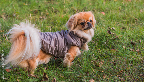 Fényképezés Clothing for pets