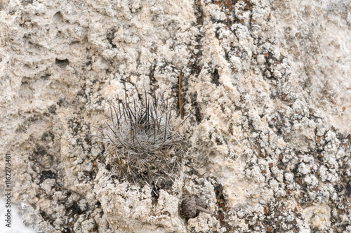 Turbinicarpus mandragora ssp. booleanus photo