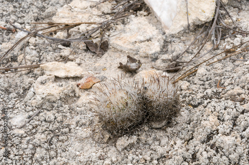 Turbinicarpus mandragora ssp. booleanus photo