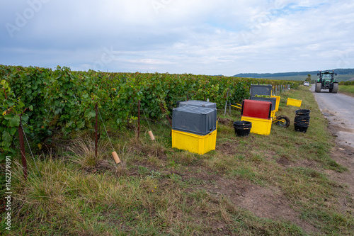 Harvest on grand cru vineyards near Ambonnay and Bouzy, region Champagne, France. Cultivation of white chardonnay wine grape, plastic boxes with cutted grape clusters photo