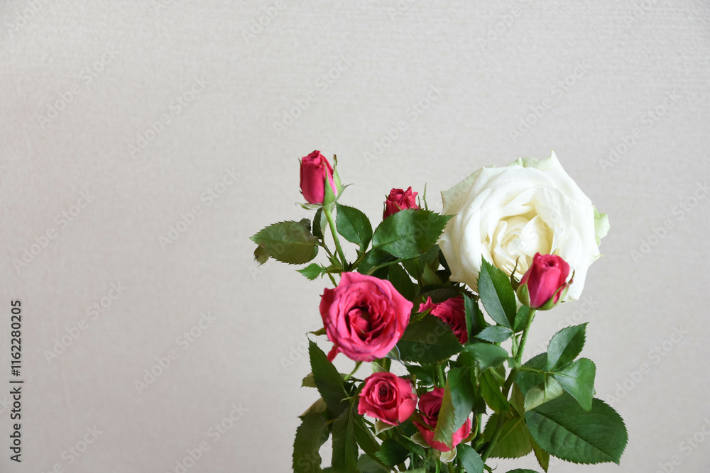 ピンクと白のばら