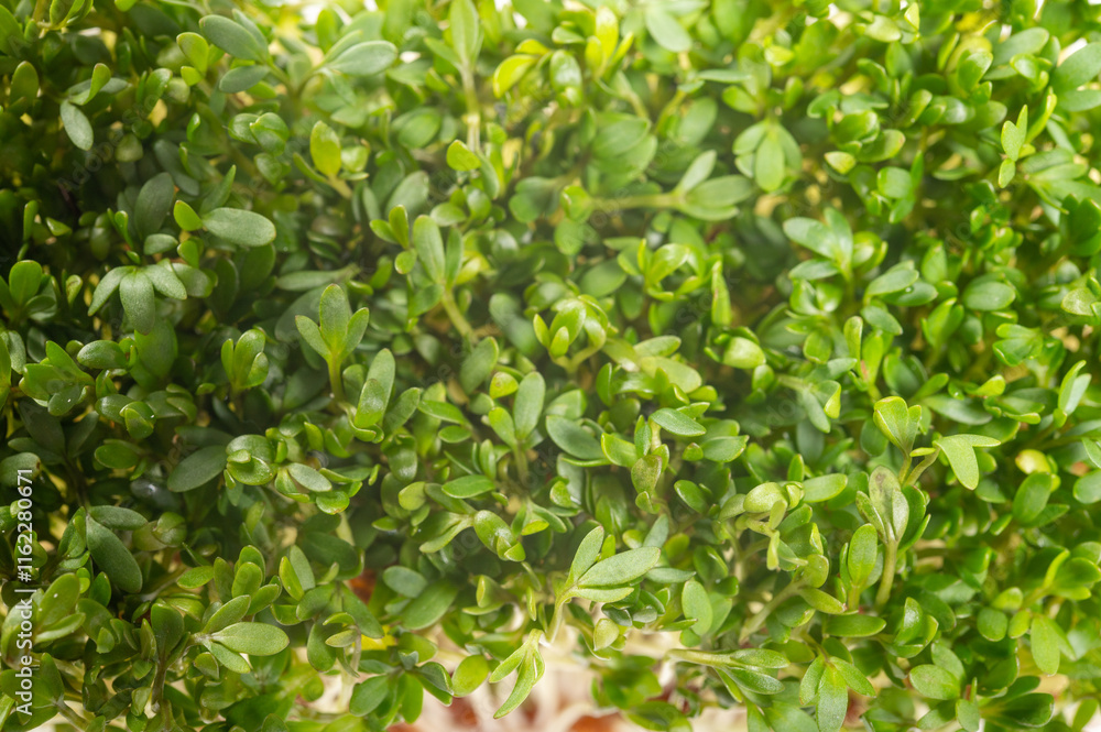 Healthy food, young sprouts plants of green cress grass salad herb ready for consumption Healthy food, young sprouts plants of green cress grass salad herb ready for consumption
