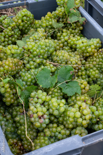 Harvest on grand cru vineyards near Ambonnay and Bouzy, region Champagne, France. Cultivation of white chardonnay wine grape, plastic boxes with cutted grape clusters photo